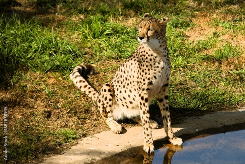 Cheetah sitting on the grass next to a watering hole.