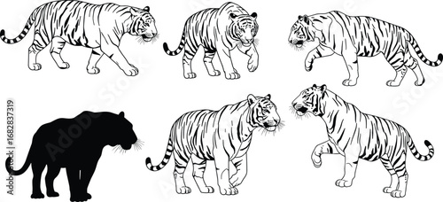 Tiger illustrations and silhouette in multiple poses, wildlife behavior, big cat design for art, education, nature illustration, jungle predator theme