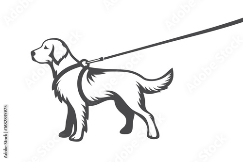 of an Elegant Golden Retriever with Leash on White Background