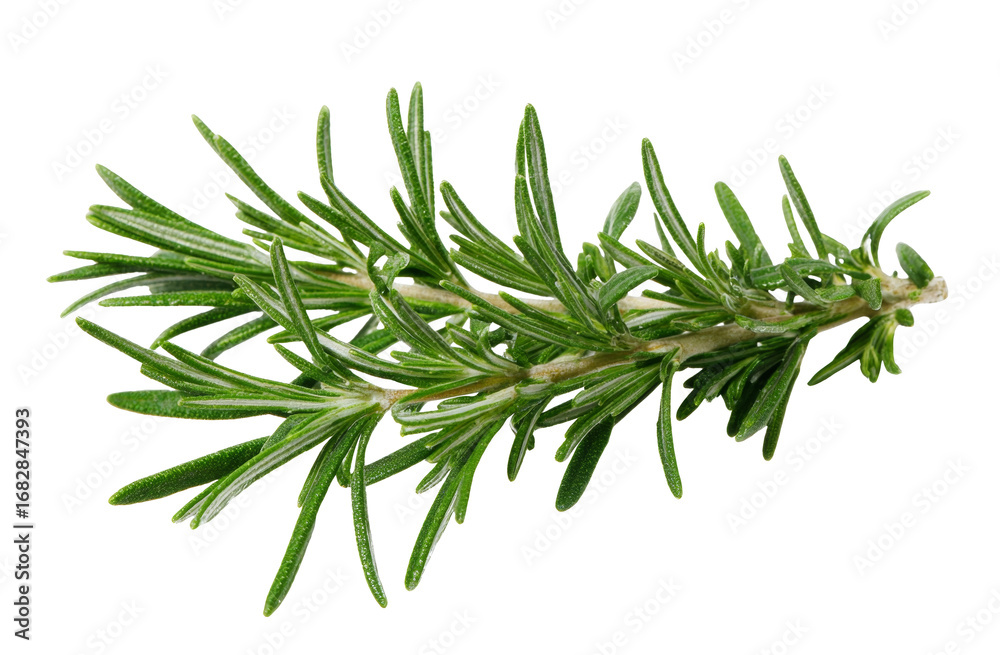 Fototapeta premium fresh rosemary sprig on white background.