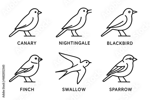 Line art illustrations of various bird species: canary, nightingale, blackbird, finch, swallow, sparrow