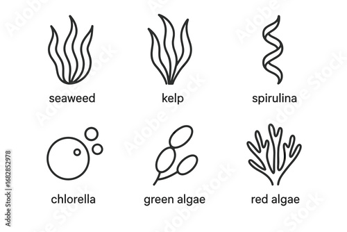 Illustrated icons of seaweed, kelp, spirulina, chlorella, green algae, and red algae