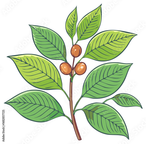 Coffee Plant Illustration with Green Leaves and Ripened Berries