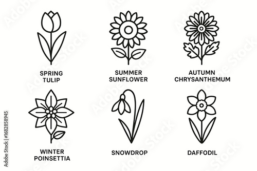 Seasonal flowers: tulip sunflower chrysanthemum poinsettia snowdrop daffodil designs