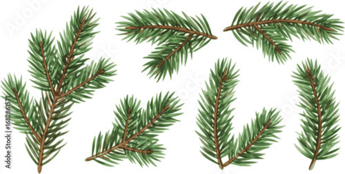 watercolor image of spruce branches isolated on a white background.
