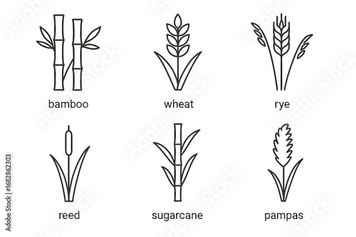 Simple plant line art: bamboo, wheat, rye, reed, sugarcane, pampas illustrations