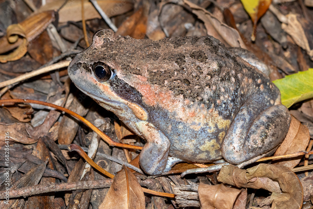Obraz premium Pobblebonk Frog Sitting on Leaf Litter