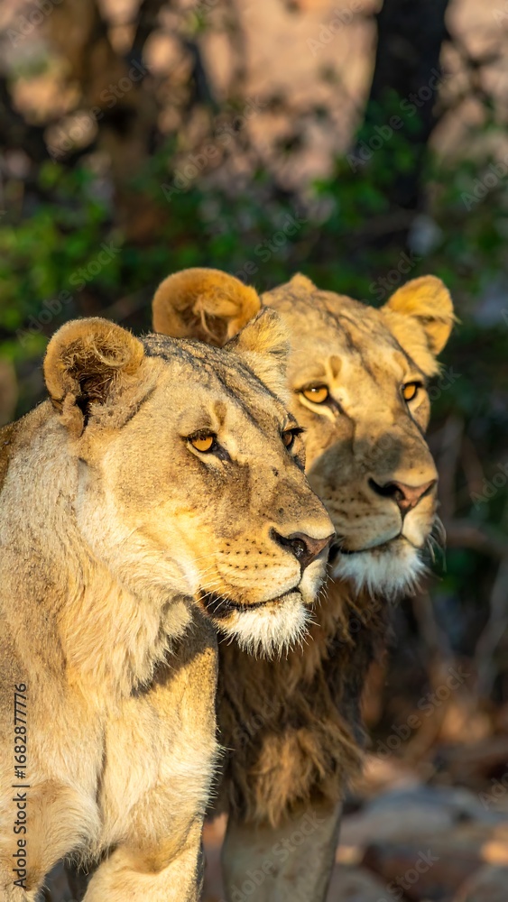 Obraz premium Two lionesses in profile view