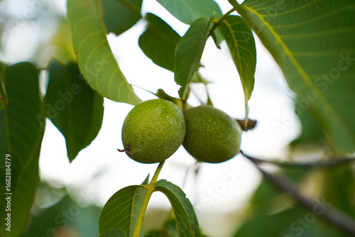 close up of walnut branch with green leaves