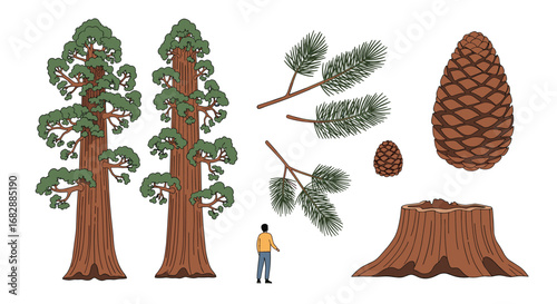 Giant sequoia trees evergreen forest elements pine cones and tree stump for nature illustrations