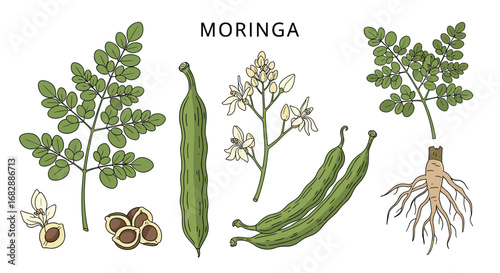 Discover the incredible health benefits of moringa the miracle tree for natural wellness and vitality