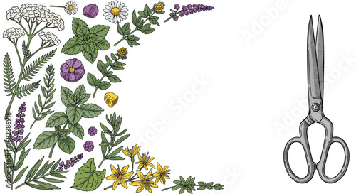 Botanical illustrations and antique herb cutting scissors for herbalism and crafting projects
