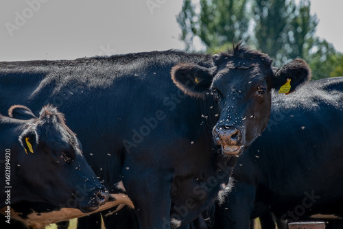 Beef cattle farm, calves with fly's in the summer months.