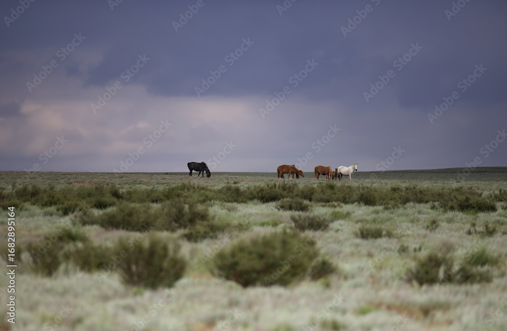 Fototapeta premium Horses grazing in the steppe, Kazakhstan