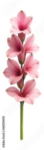 Pink delphinium flower with a tubular shape and five petal-like sepals