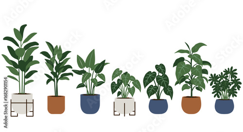 Collection of indoor houseplants in modern planters on white background