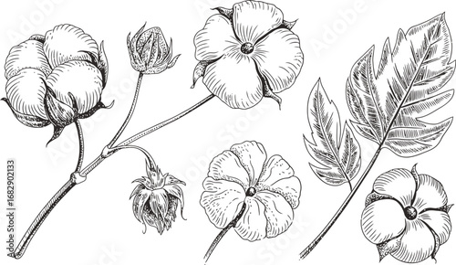 Hand-drawn cotton plant illustrations in a vintage engraving style. This botanical set features isolated elements the soft boll, delicate flower, and leaf.