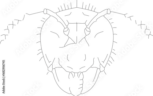 jojo (37)_vector.eps
