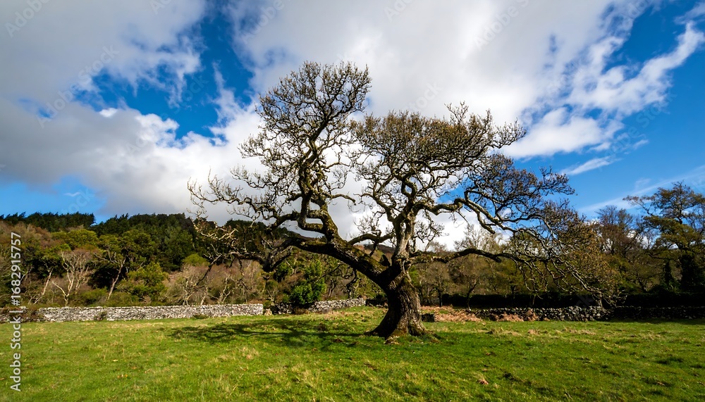 Obraz premium Lonely tree in a field under a cloudy sky