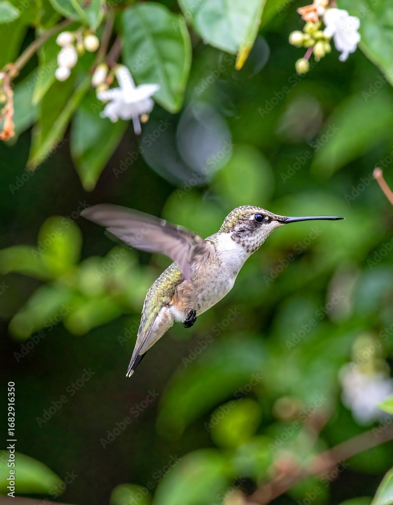 Fototapeta premium Hummingbird in flight amidst flowers