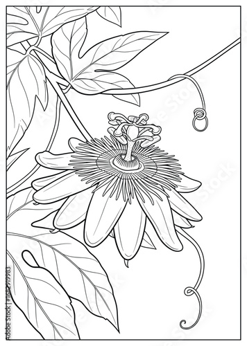 Passion flower vector illustration of a detailed exotic blossom with layered petals central filaments and curling vines surrounded by broad leaves in an elegant decorative botanical composition