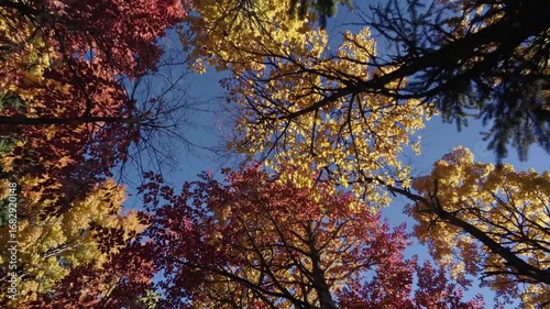  View Upward Through Autumn Trees