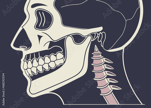 Stylized human skull and cervical spine anatomy illustration