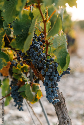 Vineyard with grapevine and grape clusters in Provence, rustic agricultural landscape.