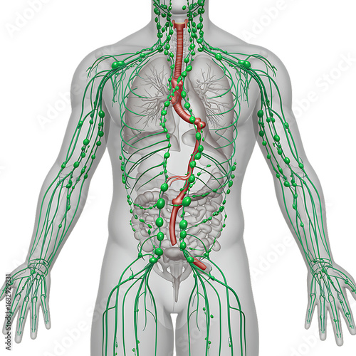 Anatomical illustration of the human lymphatic system and circulatory system isolated on transparent background