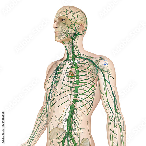 Anatomical illustration of the human lymphatic system isolated on transparent background