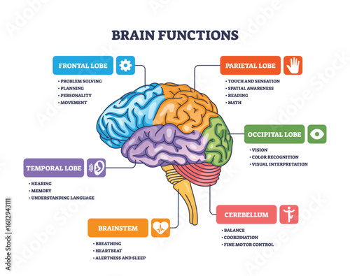 Brain functions are illustrated with labeled lobes, highlighting cortex, brainstem, and cerebellum roles. Outline diagram