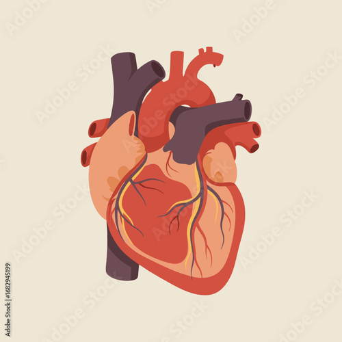 Illustration of Human Heart Anatomy