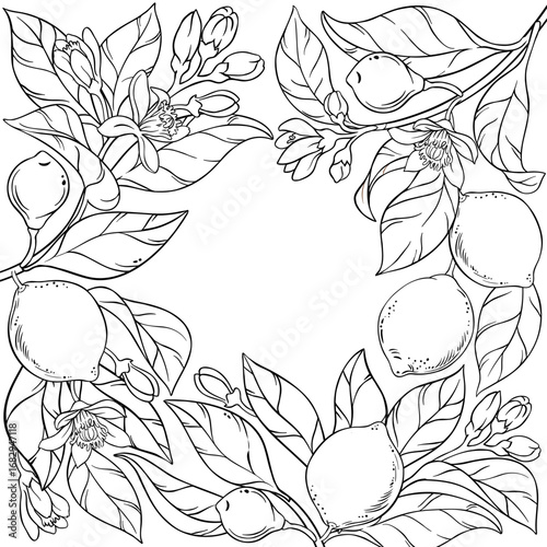 Lime Branch with Flowers, Fruits and Leaves Outline Frame. Organic natural nutritional healthy food ingredient, vegetarian diet product. Vector isolated for design or decoration.