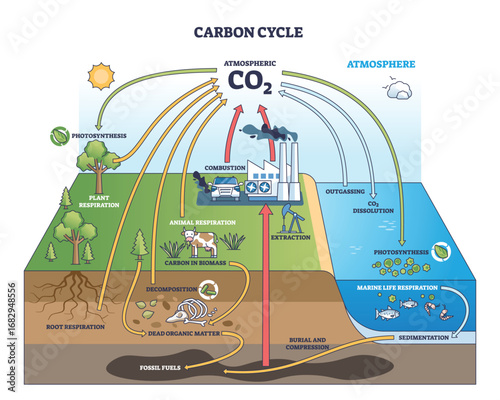 The carbon cycle shows CO2 movement through plants, animals, and the atmosphere, highlighting respiration, photosynthesis, and combustion. Outline diagram