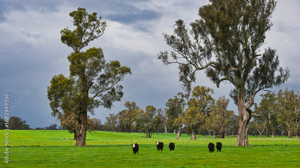 Fototapeta premium Cattle grazing near old gum trees in rural New South Wales
