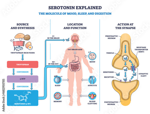 Serotonin explained with a visual outline showing synthesis, body locations, and synapse action, key objects, brain, gut, synapse. Outline diagram