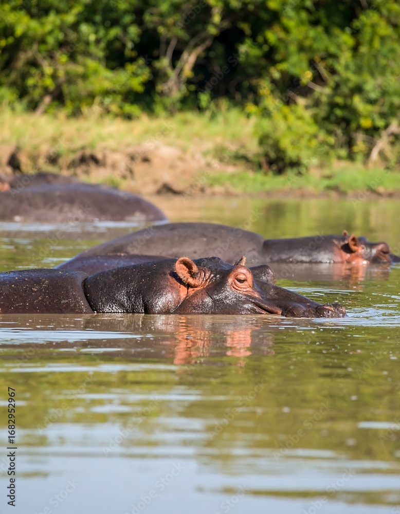 Fototapeta premium Hippos resting in a river