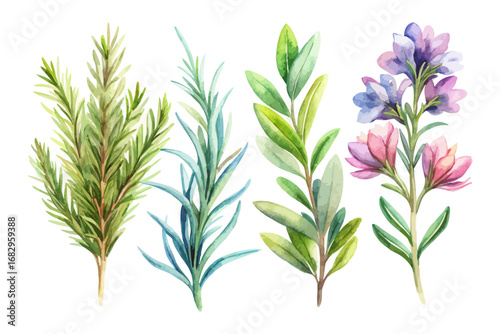 rosemary Watercolor herbs and spices