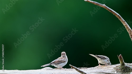 Adult Chipping Sparrow feeding a fledgling on a log in the woods, slow motion