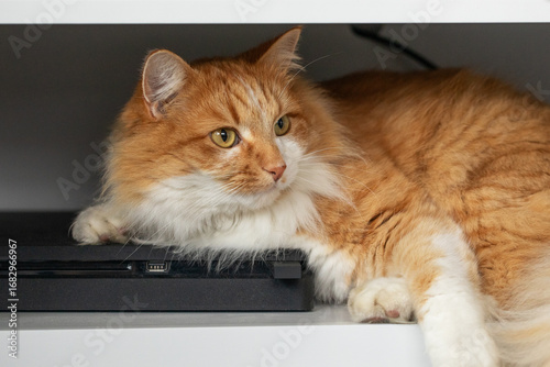 Schilderij op canvas Ginger cat relaxing on a shelf in a cozy home environment