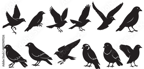 Silhouette illustration of various birds in different poses isolated on white background showing wings
