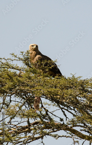 Konstfotografi Aigle ravisseur,Aquila rapax, Tawny Eagle