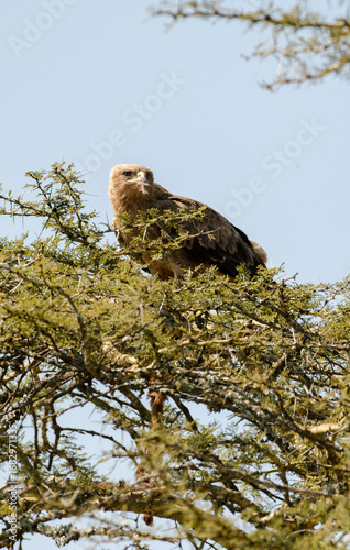 Canvastavla Aigle ravisseur,Aquila rapax, Tawny Eagle