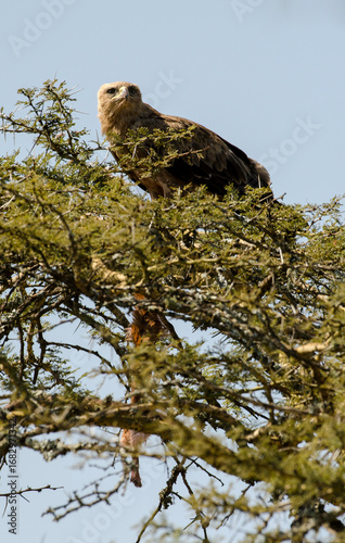 Konstfotografi Aigle ravisseur,Aquila rapax, Tawny Eagle