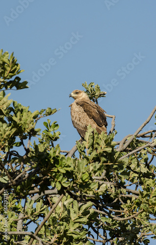 Canvastavla Aigle ravisseur,Aquila rapax, Tawny Eagle