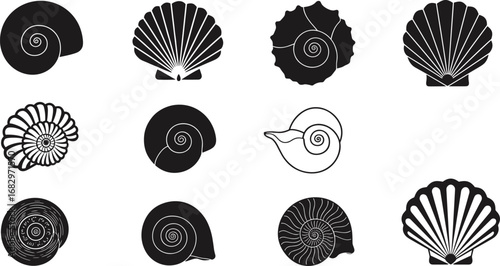 Black and white seashell illustrations, vintage marine mollusk drawings, spiral and fan shell collection, coastal ocean nature art, nautical decorative design