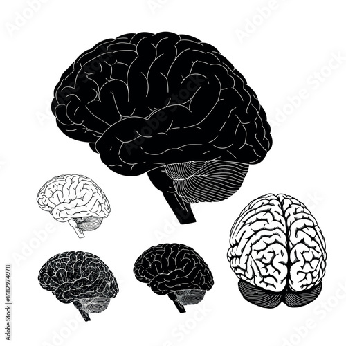 Vector illustration of human brain anatomy illustration