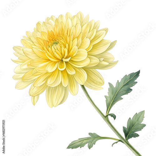 Elegant Pale Yellow Chrysanthemum: Botanical Illustration of a Flower
