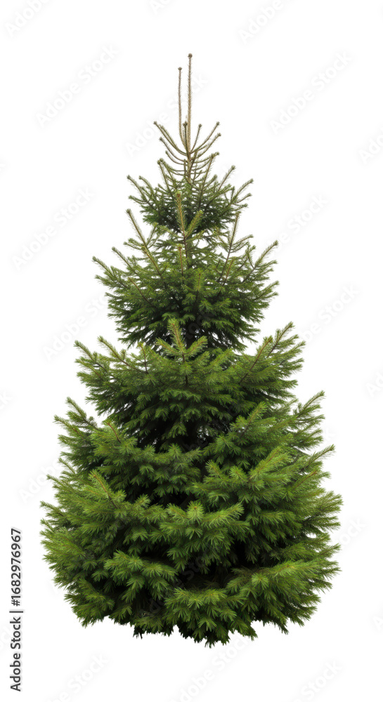 Fototapeta premium Lush green fir tree with dense branches and needles