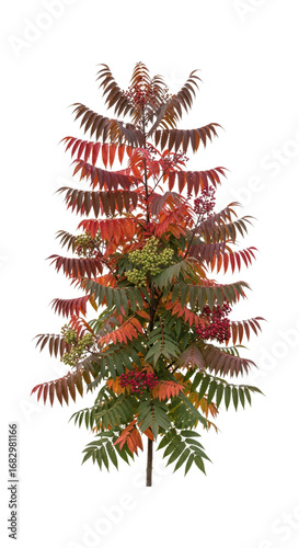 Vibrant sumac tree with red leaves and berries in fall foliage